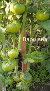 image.thumb.png.90e59969a01636d61df8ee2e0509f5d4.png
