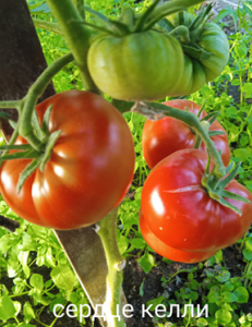 image.thumb.png.d3e79c3af76ebf6e76e9d675edabd5d4.png