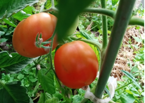 image.thumb.png.d76b6c19a442a2f31e572d06ad525376.png