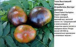 восторг диппера.jpg