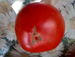 Белорусское сердце
