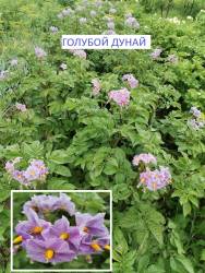 Голубой Дунай.jpg