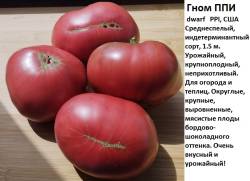 Гном ППИ.jpg
