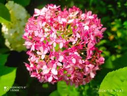 IMG_20240709_154147.jpg
