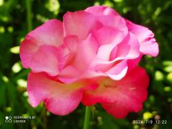IMG_20240709_154545.jpg