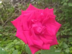 IMG_20240717_121125.jpg