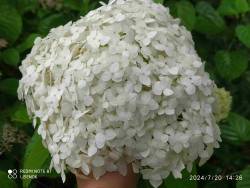 IMG_20240720_142648.jpg