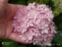 IMG_20240720_142658.jpg