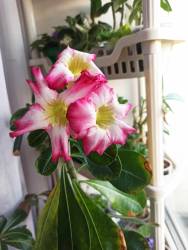 IMG_20240721_200526.jpg