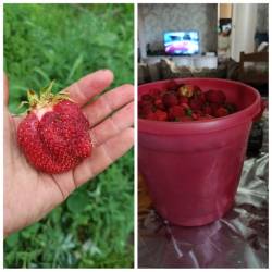 PhotoCollage_1719878970954.jpg
