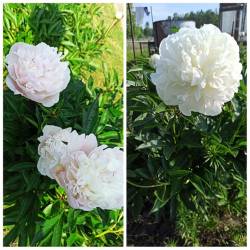 PhotoCollage_1719878993246.jpg