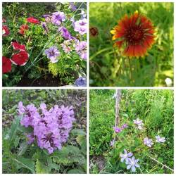 PhotoCollage_1719879015347.jpg