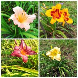 PhotoCollage_1722159897176.jpg