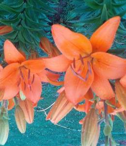 upload_2024_07_05_18_43_40_545.jpg