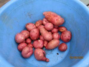 IMG_0483.thumb.JPG.2c290a19ae7efccbaf24c8310726d74c.JPG