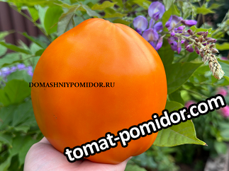 large.983278504_16.png.a2d2f893215bd81231c45ca87fc68b0e.png