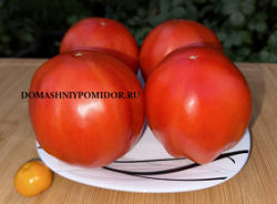 1лучиано павароти.png