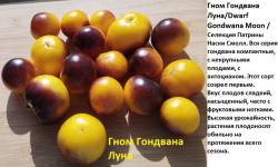 Гном Гондвана луна.jpg