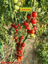 Сакура ( куст).jpg