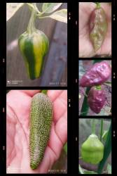20240809_062349-COLLAGE.jpg