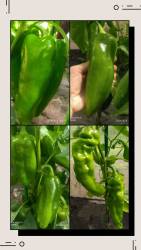 20240809_205023-COLLAGE.jpg