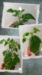20240821_151353-COLLAGE.jpg