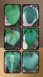 20240824_160300-COLLAGE.jpg