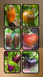 20240824_161316-COLLAGE.jpg