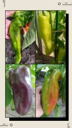 20240824_192454-COLLAGE.jpg