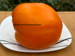1наслаждение тётушки сварло оранжевое3.png