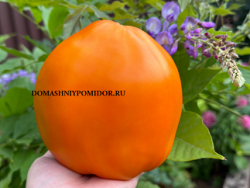 1наслаждение тетушки сварло оранжевое 6.png