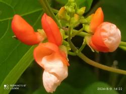 IMG_20240809_142203.jpg