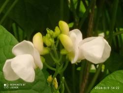 IMG_20240809_142216.jpg