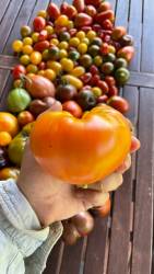 IMG_9781.jpeg