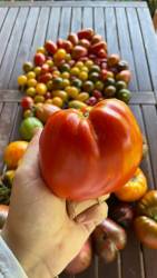 IMG_9782.jpeg