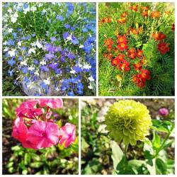 PhotoCollage_1724032093321.jpg