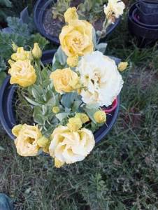 IMG_20240906_174208 (1).jpg