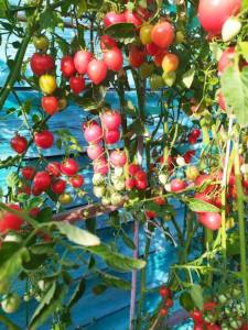IMG-20240912-WA0006.thumb.jpg.6084dbfb1610b1c319109fe1a4b61d4d.jpg