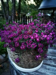 IMG_20230620_231553.jpg