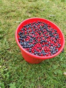 IMG_20240902_143008.thumb.jpg.32fd75a611c9af0a60c4f33b08dcf75d.jpg