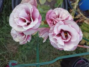 IMG_20240906_174243.jpg