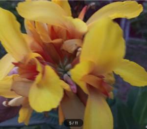 IMG_4415.jpeg