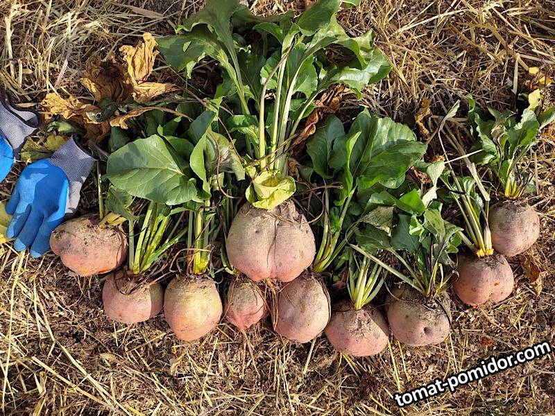 Свекла Болдор выращена рассадой