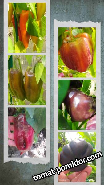 20240901_161516-COLLAGE.jpg