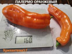 Палермо оранжевый.jpg