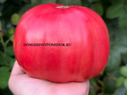 1майа краса.png
