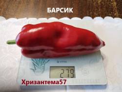 Барсик.jpg