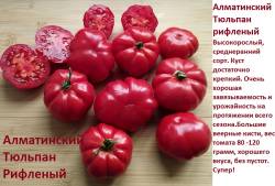 Алматинский  Тюльпан Рифленый.jpg