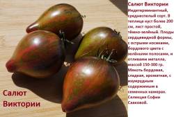 Салют Виктории 1.jpg
