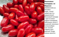 Финиковые помидоры из Марокко.jpg